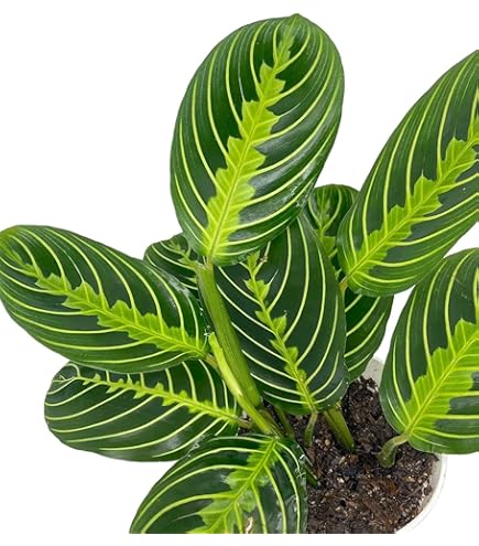 Amazon.com : Hopewind Plants Shop Alocasia Polly African Mask
