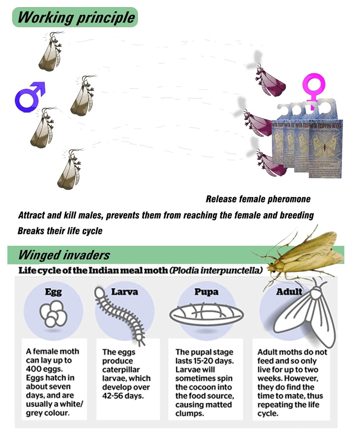 Case Bearing Carpet Moth Life Cycle Carpet Vidalondon
