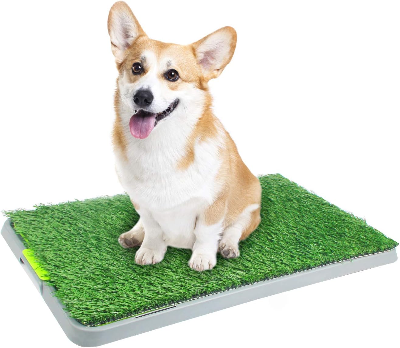 Best grass that looks like carpet