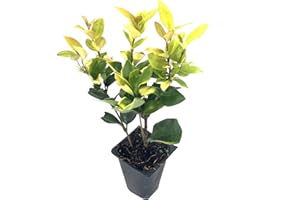 FLORIDA FOLIAGE Ligustrum Japonicum Howardi - 3 Live Plants - Privet Howardii - Variegated Evergreen Shrub