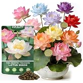 60 PCS Lotus Seeds for Planting in Water - Mixed Color Bowl Lotus Seeds, Live Pond Plant Water Lily Seeds for Indoor Bonsai, Outdoor Ponds &amp; Garden, Koi Pond Gift for Mother, Women, Mom, Friend, Her