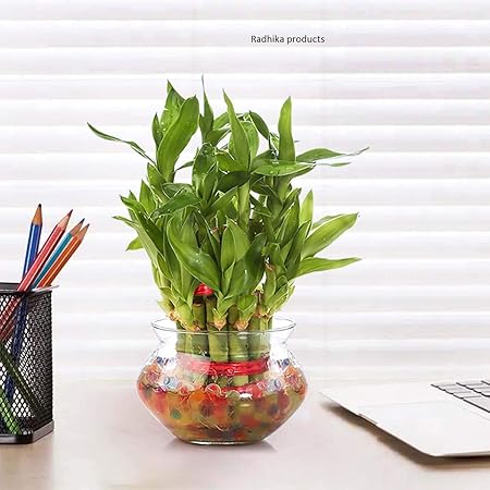 Abana Homes Lucky Bamboo Plant with Pot - 2 Layer | Gift A Plant & Good Luck - Best for Office & Home Indoor Garden (2 Layer with Pot)