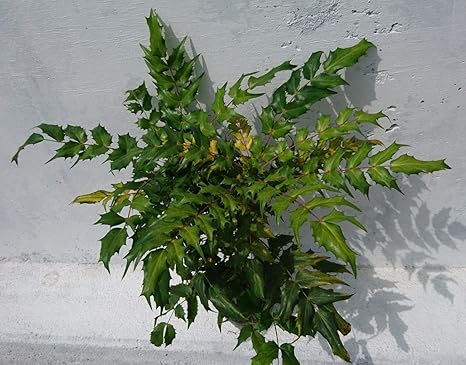 Amazon Co Jp ヒイラギナンテン 15ｃｍポット 5本セット 柊南天 魔除け ホーム キッチン