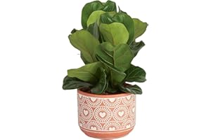 Costa Farms Fiddle Leaf Fig Tree Live Plant, Little Ficus Indoor Plant in Modern Decor Planter, Houseplant Potted in Potting Soil, Birthday, Housewarming, Home Decor, 1-Foot Tall
