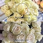 Review Image by Emily K Emily K