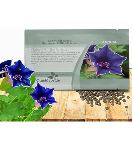 Amazon.com: Burpee Zeeland Hybrid Mix Morning Glory Seeds 75 seeds