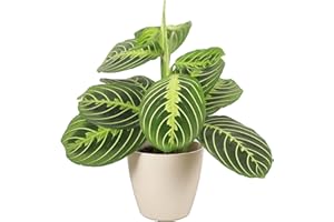 Thorsen's Greenhouse Lemon Lime Prayer Plant, Live Indoor Plant, Pet Friendly, Attractive Houseplant, Lemon Maranta, Natural Air Purifier, Easy to Grow, 4" Diameter Pot (Natural)