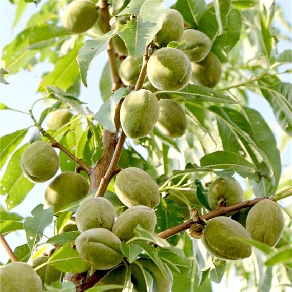 Albero Di Mandorlo Ferragnes Di 2 Anni In Vaso - Pianta Da Frutto Alta Circa 140cm, Per Il Tuo Giardino