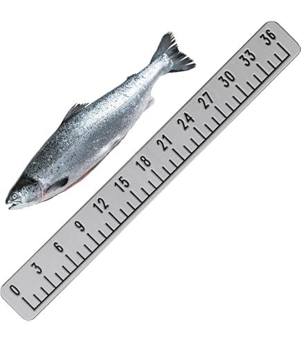 Fish Ruler - 24 inch Boat Ruler
