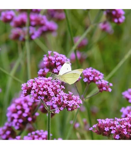 Amazon.com : Verbena bonariensis Finesse Primed 1,000 Seeds