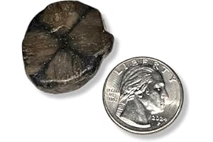 TOP-ROCK-SHOP Chiastolite is Back! The Cross Stone 20-30mm Tumbled & Polished Andalusite a Very Protective Natural Healing Crystal Gemstone From The USA