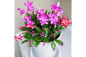 Christmas Cactus Plant (Schlumbergera) - 1/2/3 Options, Easy-Care Blooming Succulent, Ideal Holiday Decor Indoor Houseplant f