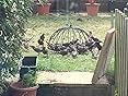 GARDMAN GROUND FEEDER/CAGE HAVEN GARDEN FOR WILD BIRDS NEW