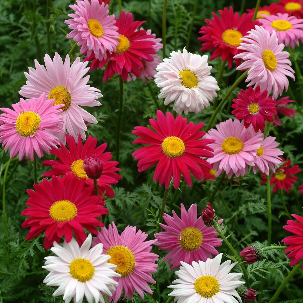 Livingstone Daisy Sparkles Mixed Seeds– Pack of 600 Seeds – Bright Glowing Flowers – Flowers Open with The Sun - for Your Beautiful Summer Garden