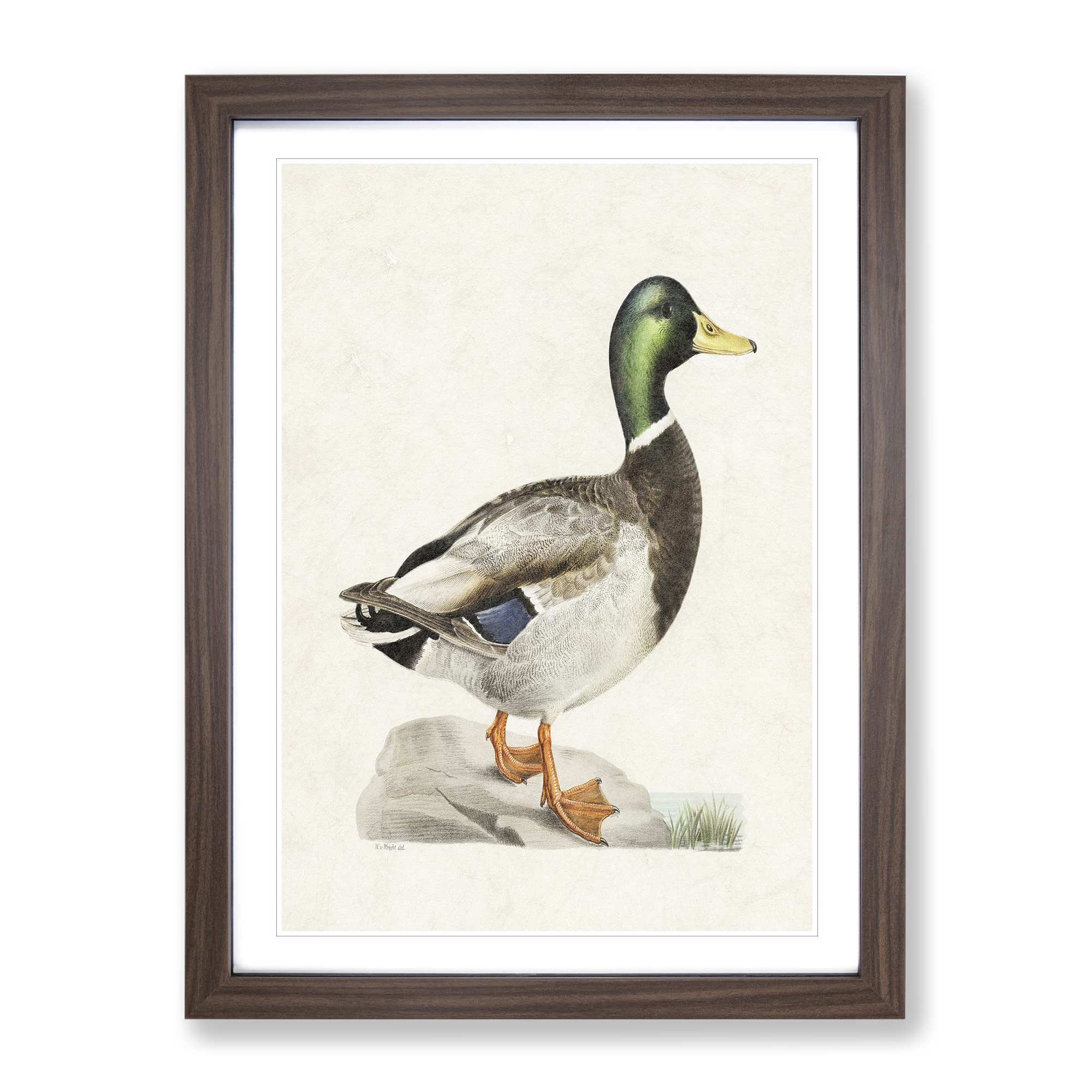 Male Mallard Duck By Von Wright Vintage Framed Wall Art Print, Ready to Hang Picture for Living Room Bedroom Home Office Décor, Walnut A4 (34 x 25 cm)