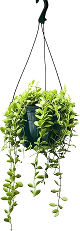Olly & Rose Hanging Plant Pots Set of 3, 20cm Frost Proof Planters view 2