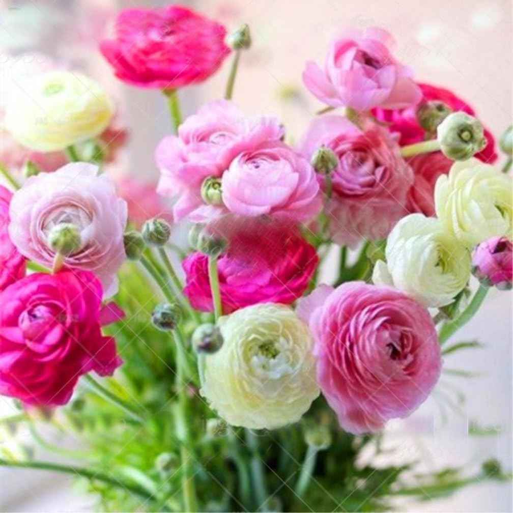 2pcs Ranunculus asiaticus Bulbs Rich and Colorful Flowers with Perennial herbaceous Flowers Decorative Home Garden Easy to Grow