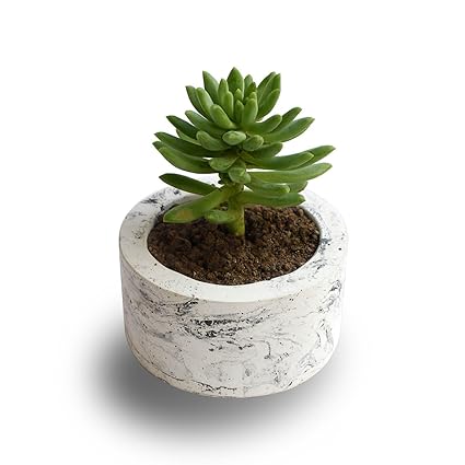 Paradox Round Cement Planter/Vase / Flower Pot/Home Decor