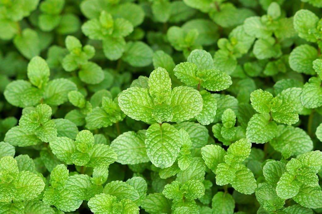 LIVE Mint Spearmint Herb Plant - Organic NON-GMO - 4 Plants Fit 3.5" Pot