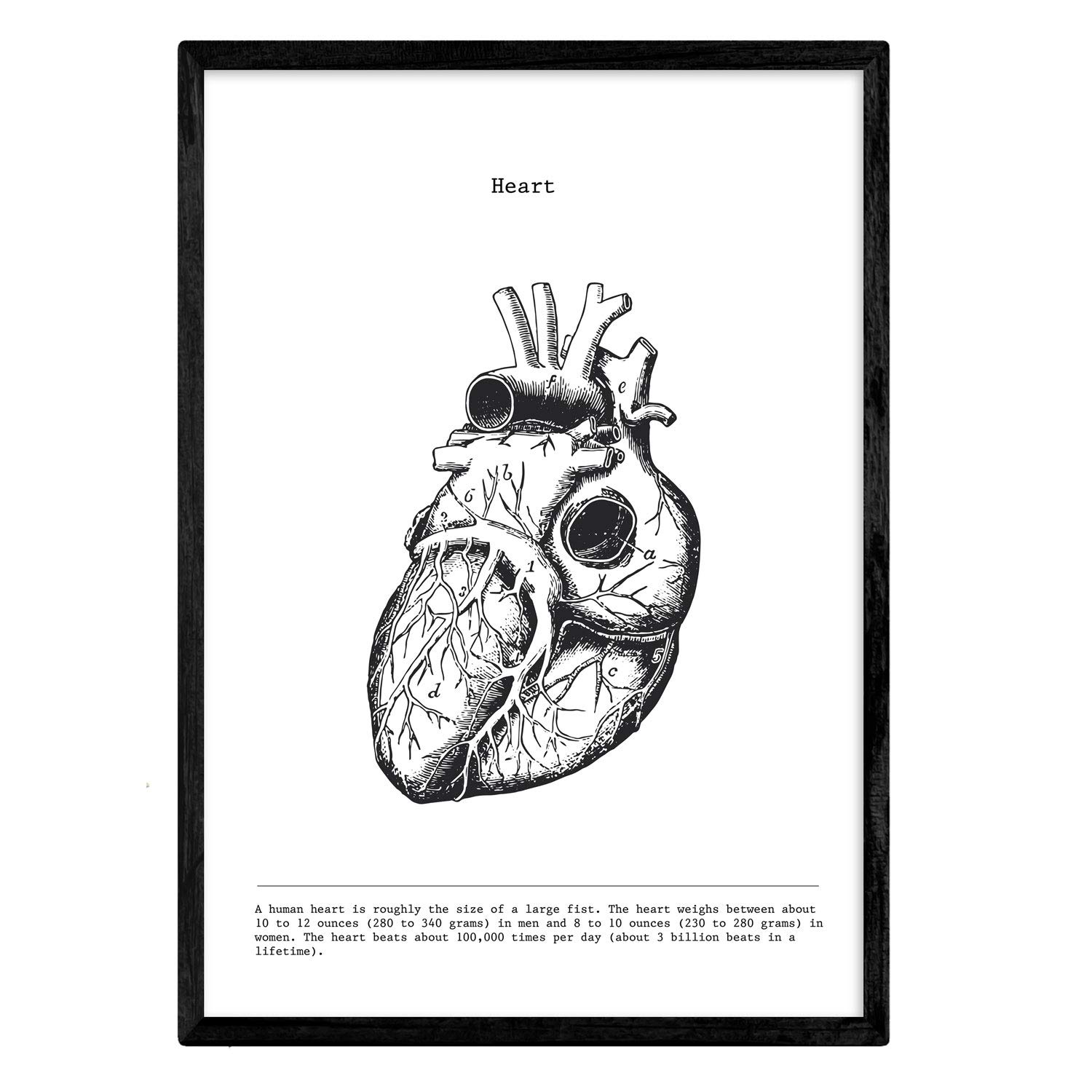 Nacnic Anatomical Posters Vintage Style Heart Muscle Bones Wall Art Picture Assorted Black and White Pictures of Human Anatomy and Body Parts A4 Size