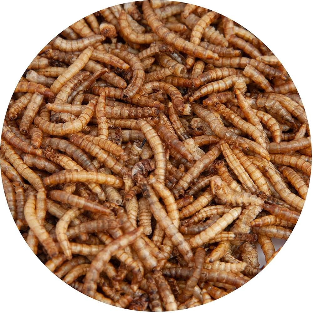 Walter’s Meal Worms (5L) Dried Mealworms for Wild Birds - Walter Products