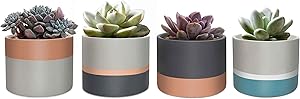 ANOTION Modern Succulent Planters, Mini Concrete Pots for Plants, Gold Succulent Pots, 3 Inch Cement Succulent Planter, Set of 4