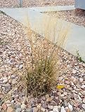 1,000 Indian Rice Grass Seeds 3.5 Grams Ornamental