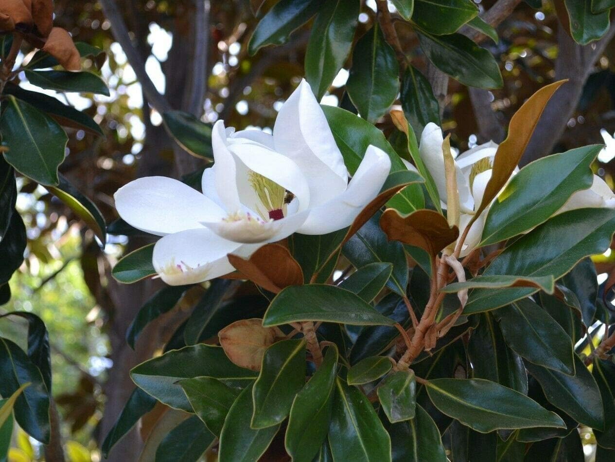 Live Plant Little Gem Southern Magnolia Tree Full Gallon Pot Tree Plant NWL-RR