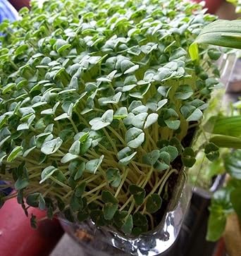 GEOPONICS Chia hianica 1000 semillas no GMO ez Grow CombH E24 ...