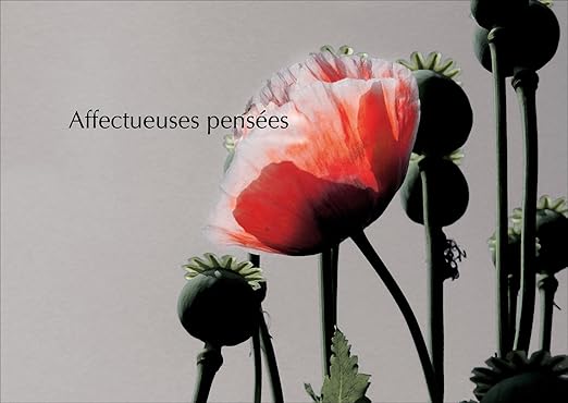 Il Dolore Slot Affectueuses Pensees Francese Beileid Carta Slot Condoglianze Trauer Beileid Biglietto D Auguri Con Papavero X22 Anche A Direttamente Inviare Con Il Proprio Testo Come Inserto Amazon It