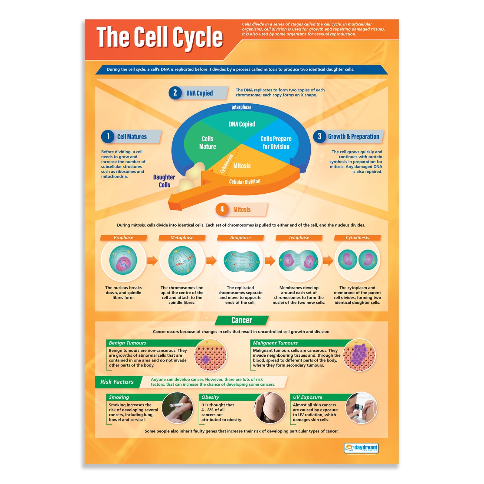 Daydream Education The Cell Cycle | Science Posters | Gloss Paper measuring 850mm x 594mm (A1) | Science Charts for the Classroom | Education Charts