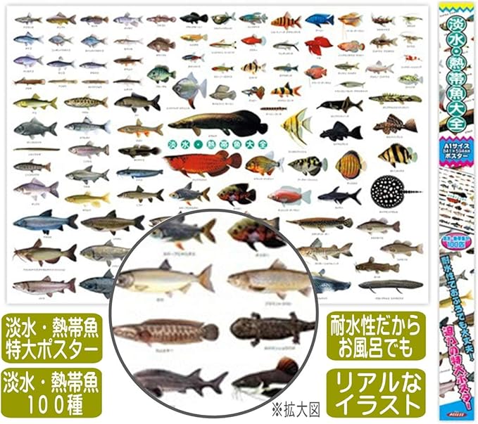 Amazon 淡水魚 熱帯魚 ポスター 特大サイズ 淡水 熱帯魚大全 お風呂ポスター 図鑑 ａ1 サイズ 841 584mm Ki 090 E 生物 動物 人体 おもちゃ