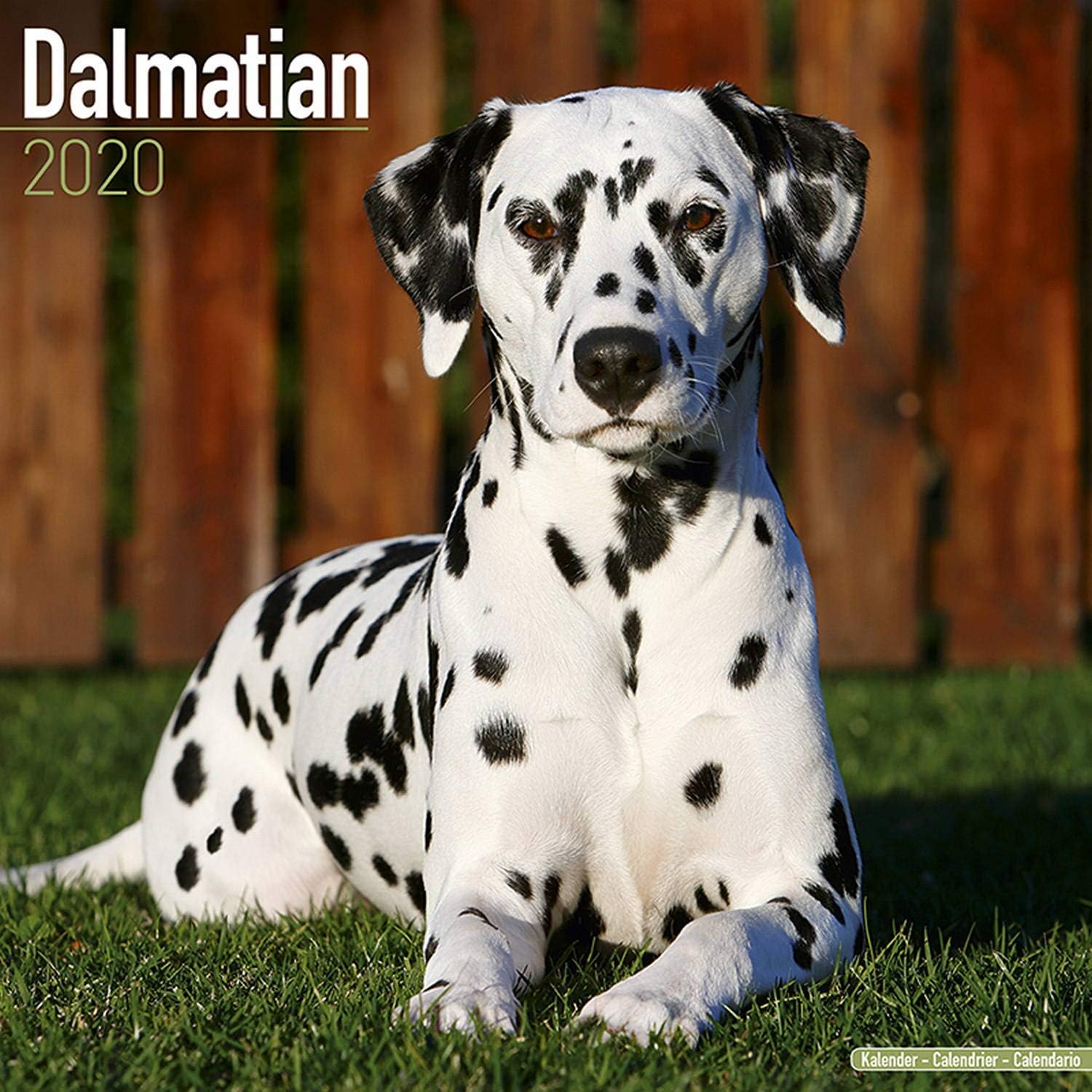 Amazon Com Dalmatian Calendar 2020 Dog Breed Calendar Wall