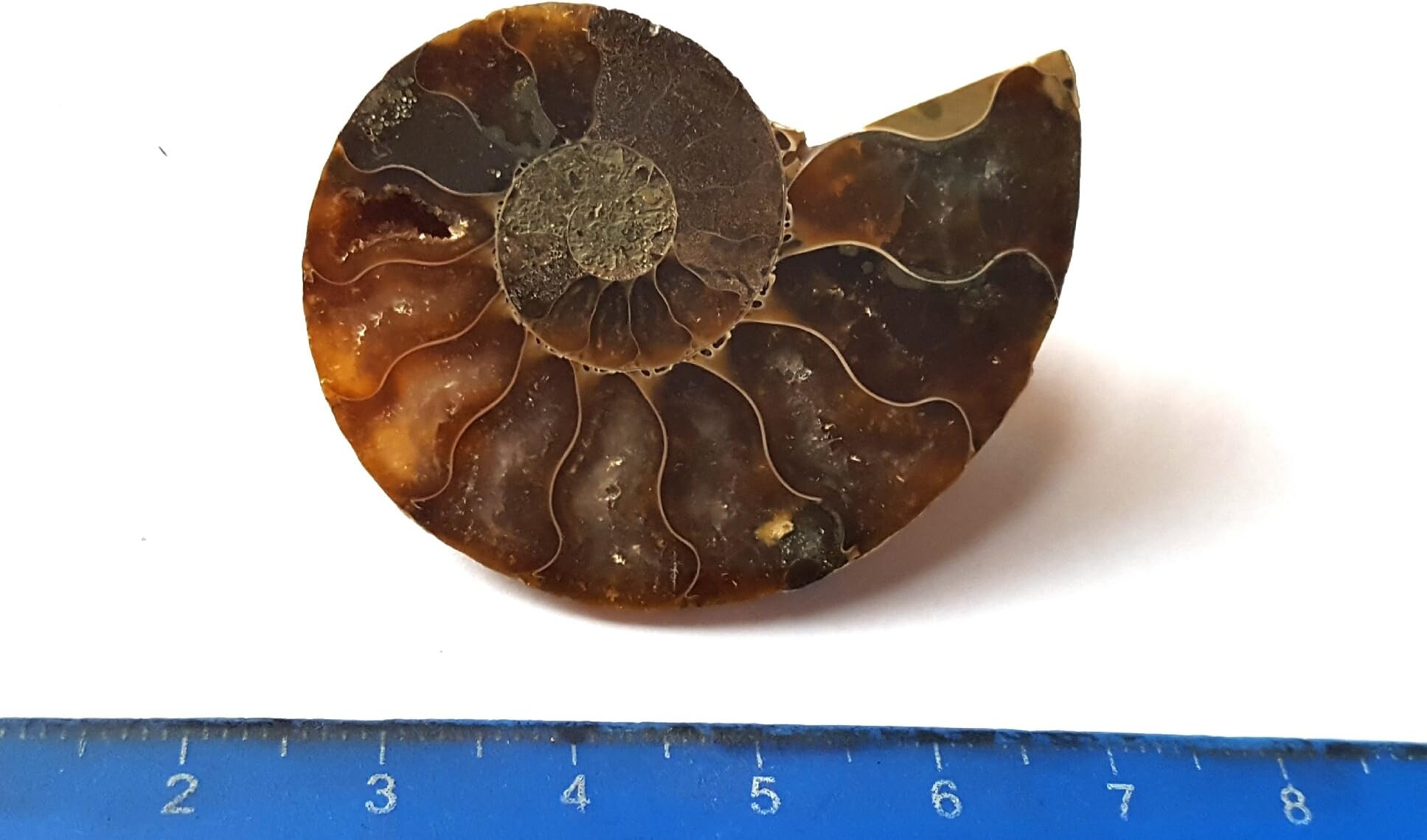 Jurassic Jewellery Madagascan Fossil Ammonite Brooch - Nicely Boxed