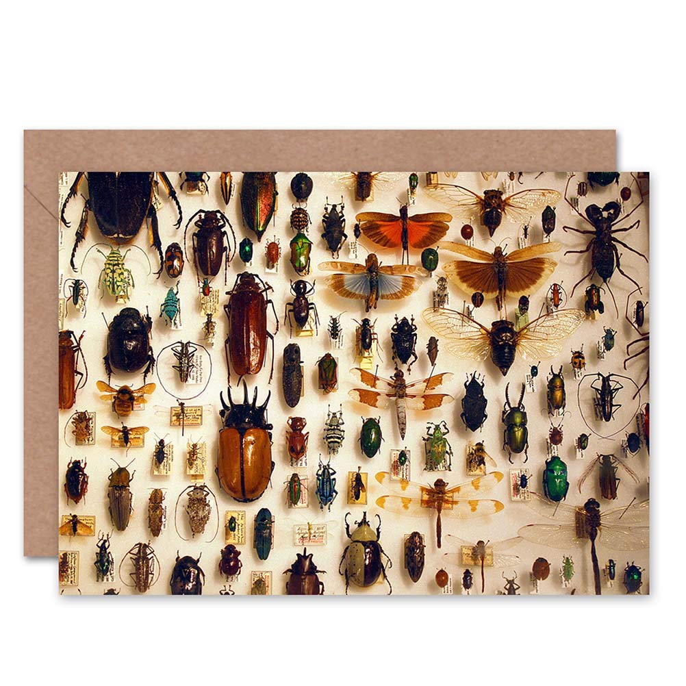Wee Blue Coo GREETINGS CARD BIRTHDAY GIFT NATURE PHOTO TAXIDERMY VARIED INSECT CABINET