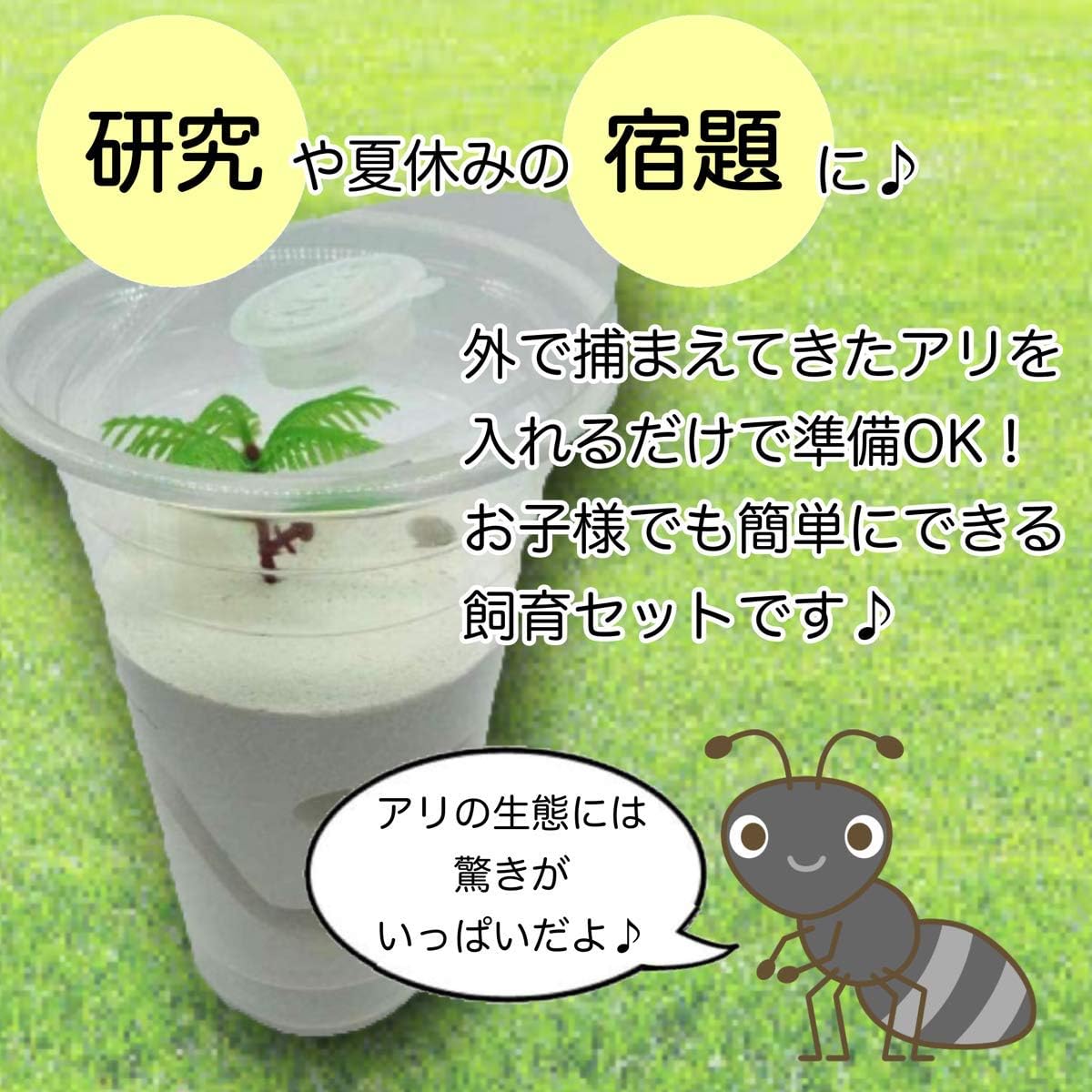 Amazon D Stone 蟻 飼育 観察 キット アリの巣 自由研究 昆虫 石膏 ケース アリ 無 巣 アリ 透明上蓋 円柱 １個 D Stone 飼育ケース アクセサリー 通販