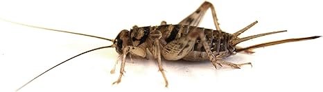 Amazon Com Josh S Frogs 3 4 Banded Crickets 500 Count Pet