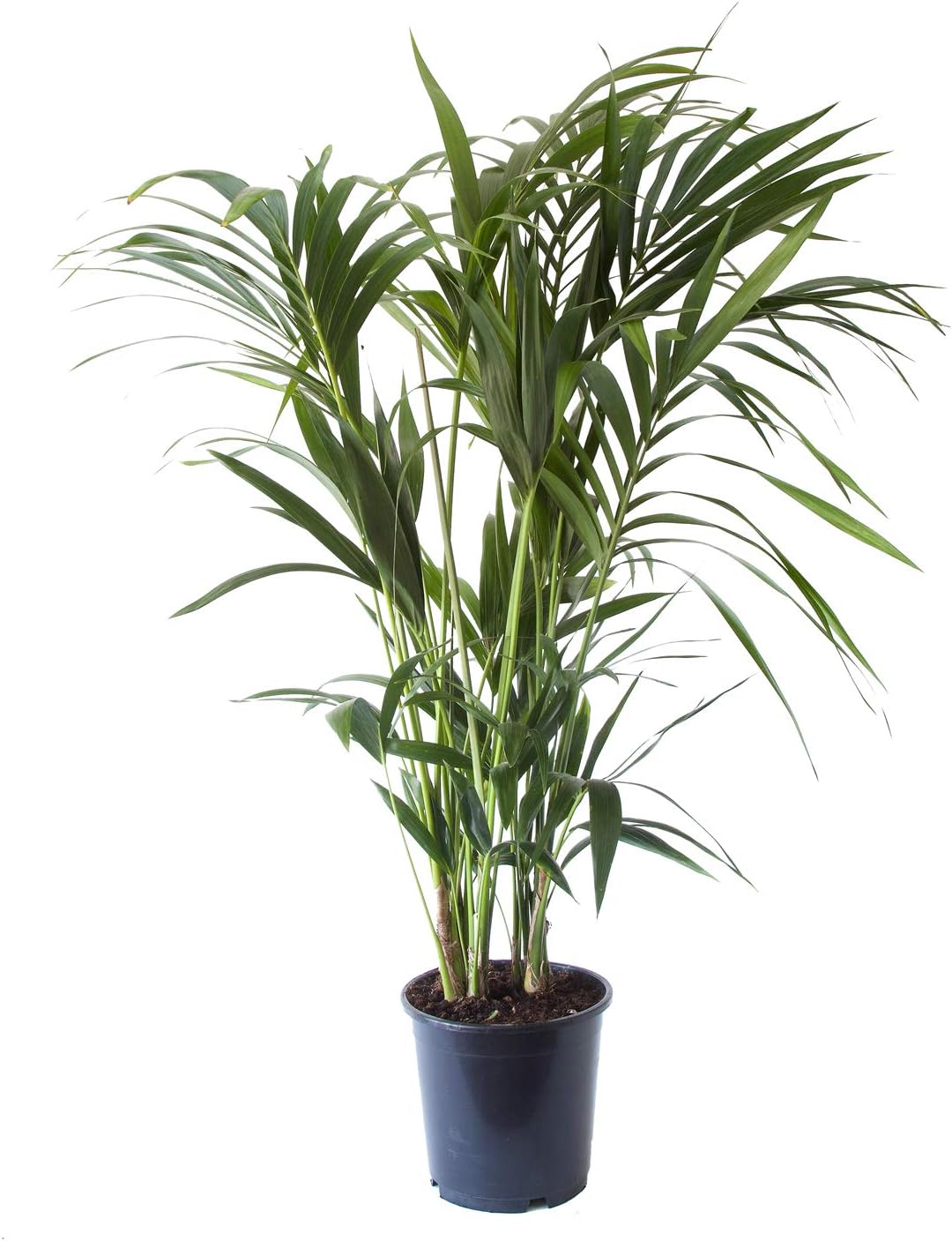 Kentia Palm houseplant Indoor Plant Height 90150 cm Pot 19 cm