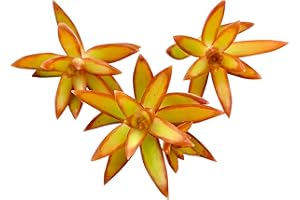 Live Succulent Cuttings (3 Sedum Adolphi 'Firestorm'), Succulents Plants Live, Succulent Plant NO Roots, House Plants Live Office Decoration, DIY Projects, Party Favor Gift by The Succulent Cult