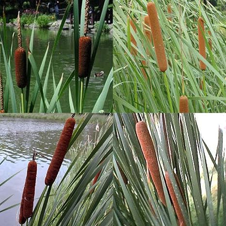 Home Decor Plants Flowers Seeds 50pcs Bulrush Cattail Seeds Home