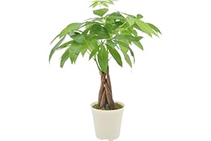 ARCADIA GARDEN PRODUCTS Live Braided Money Tree Pachira Aquatica Indoor Houseplant in Arcadia Garden Product's Branded Plastic Pot, Tropical Plant Collector Gift for Home and Garden Decor, 4-in, Beige