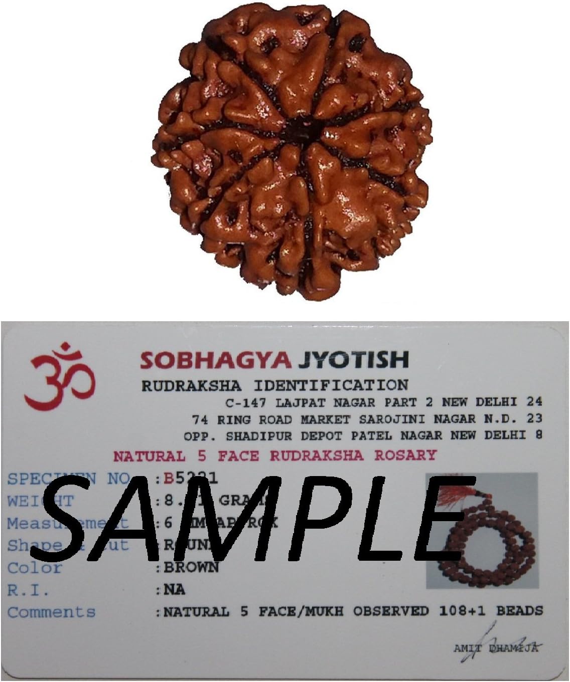 Vastu4Life 100% Original Saat 7 Mukhi Nepal Rudraksha Sinks in Water