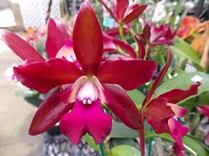 sagarik waxy orchid kawamoto lc