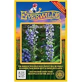 Everwilde Farms - 2000 Great Blue Lobelia Native Wildflower Seeds - Gold Vault Seed Packet