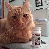 amazon cosequin for cats