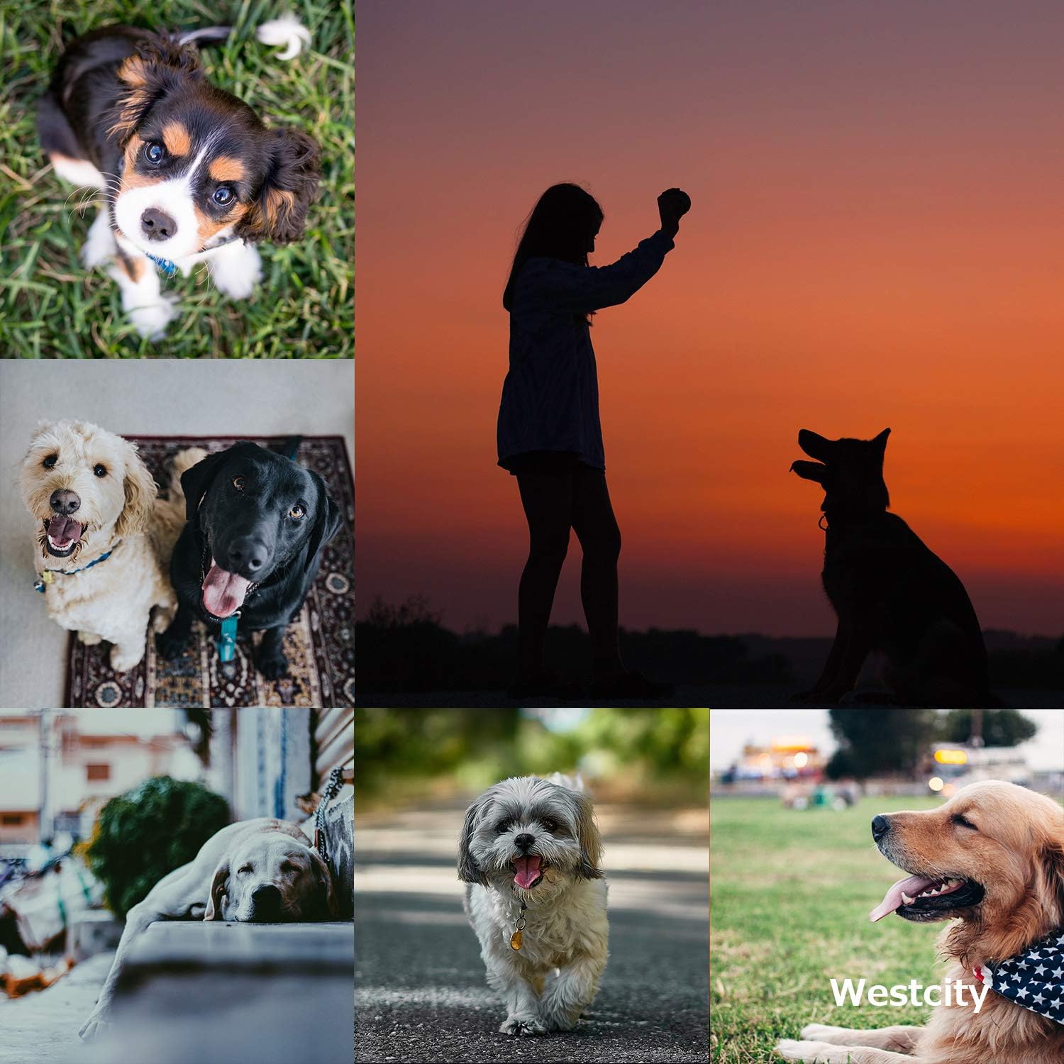 Amazon 肉球クリーム 12g 世界3大オイル配合 みつろう ペットが舐めても安心 保存に便利なキャップ式容器 ウエストシティー 爪切り ネイルケア 通販