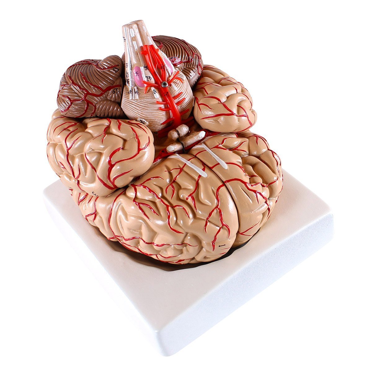 Cranstein E-414 Medical Anatomical Brain Model, with Arteries, 9 Parts, Life Size
