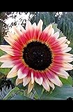 Sunflower Seeds for Planting