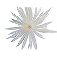 Epiphyllum Orchid 8"-10" Fresh Cutting Plant Queen of The Night Cactus RIC Rac (Queen of The Night)