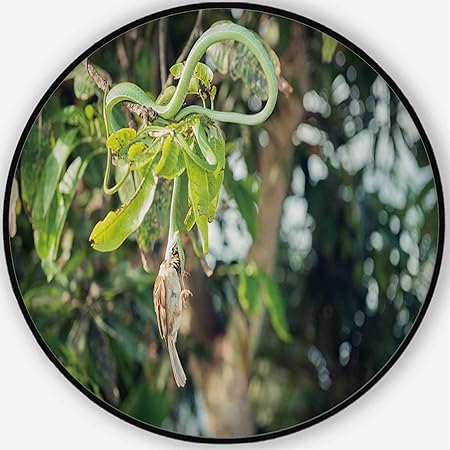 Amazon Com Hitecera Green Tree Snake Eats Prey In Indonesia Round